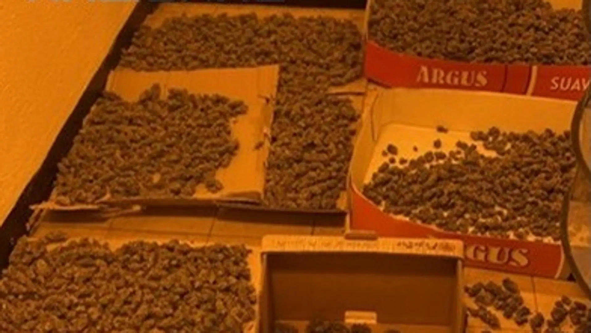 Encuentran Una Pistola Y Varios Kilos De Marihuana En El Registro De Un ...